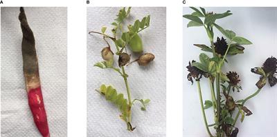 Evaluation of pathogenicity of Botrytis species isolated from different legumes